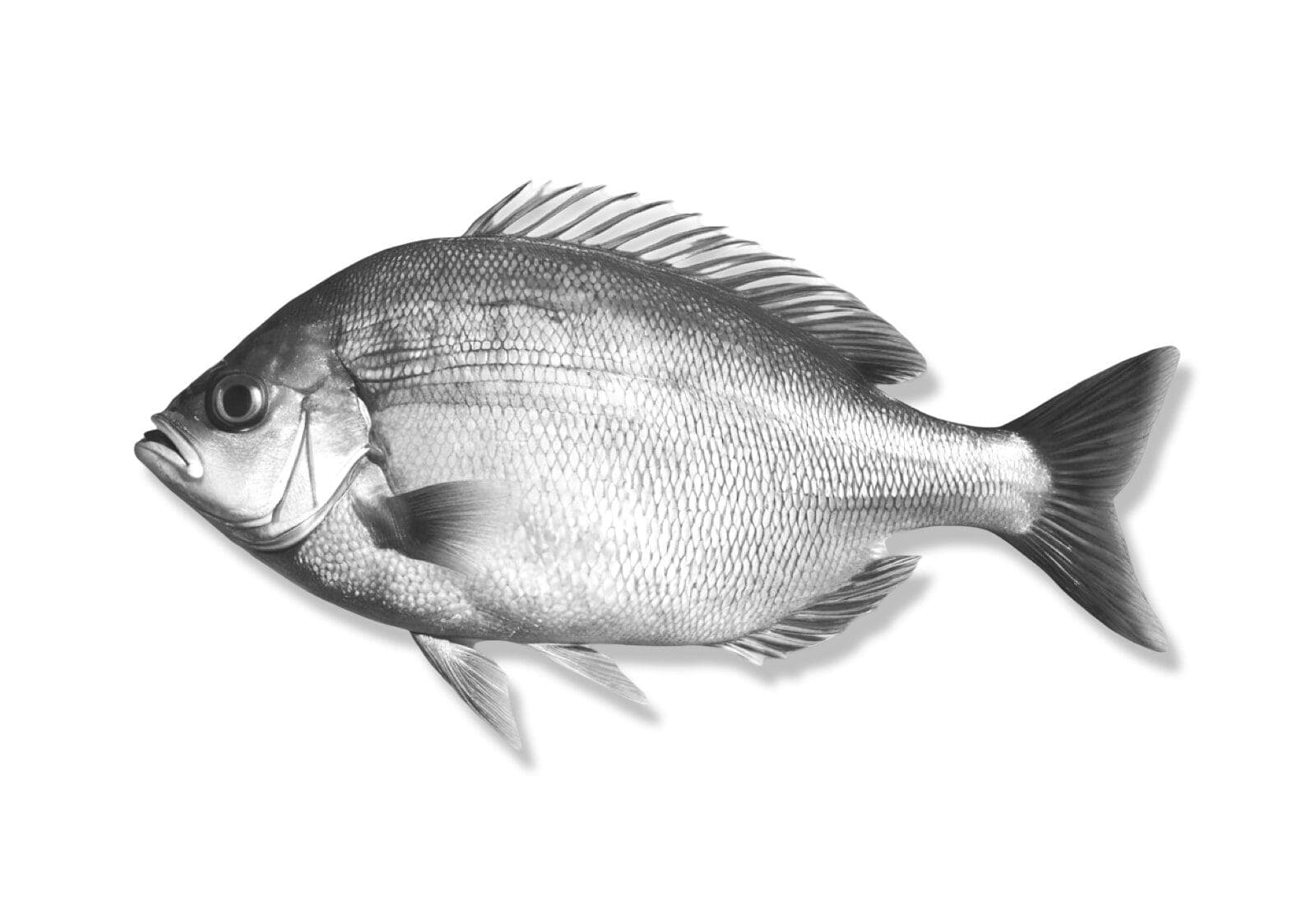 Black Bream