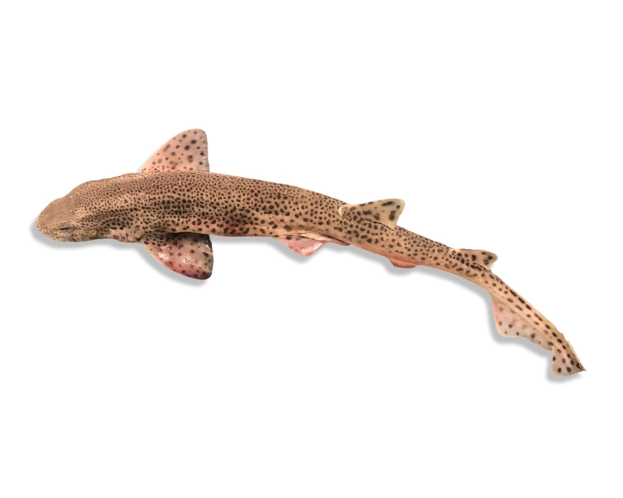 Dogfish