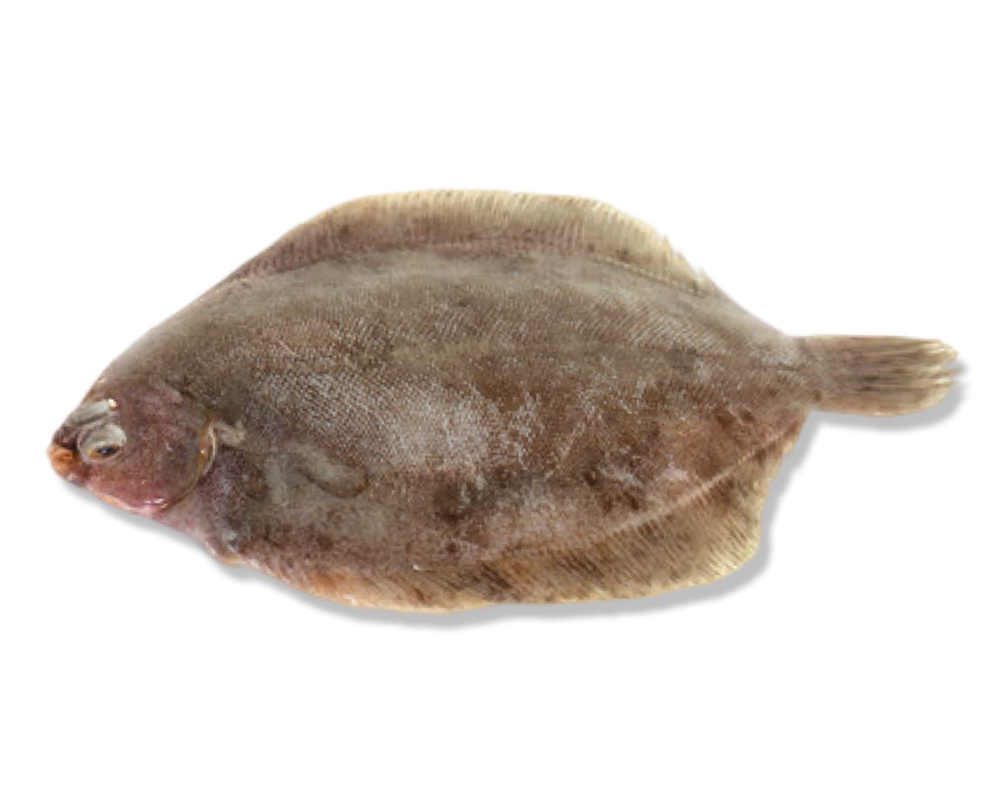 Lemon Sole