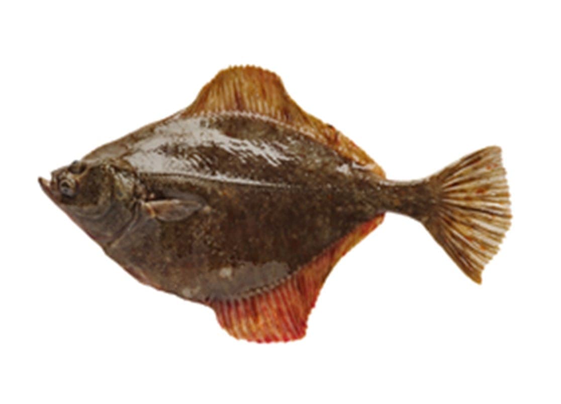 Flounder