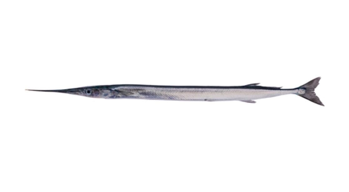 Garfish