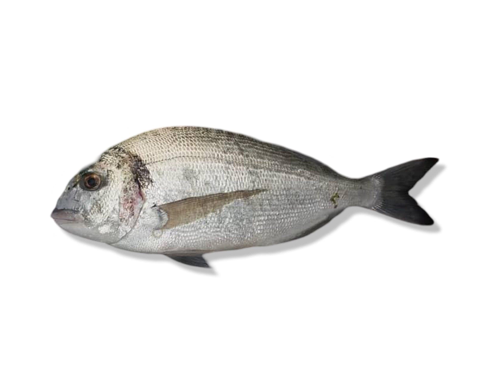 Gilthead Bream
