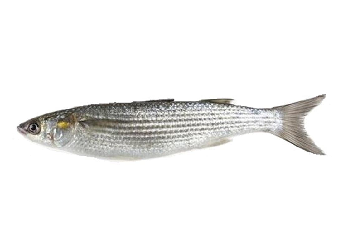 Golden Grey Mullet