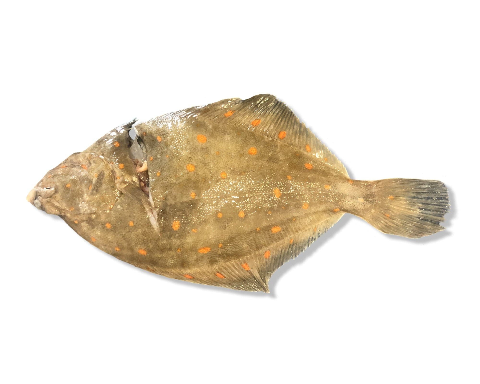 Plaice