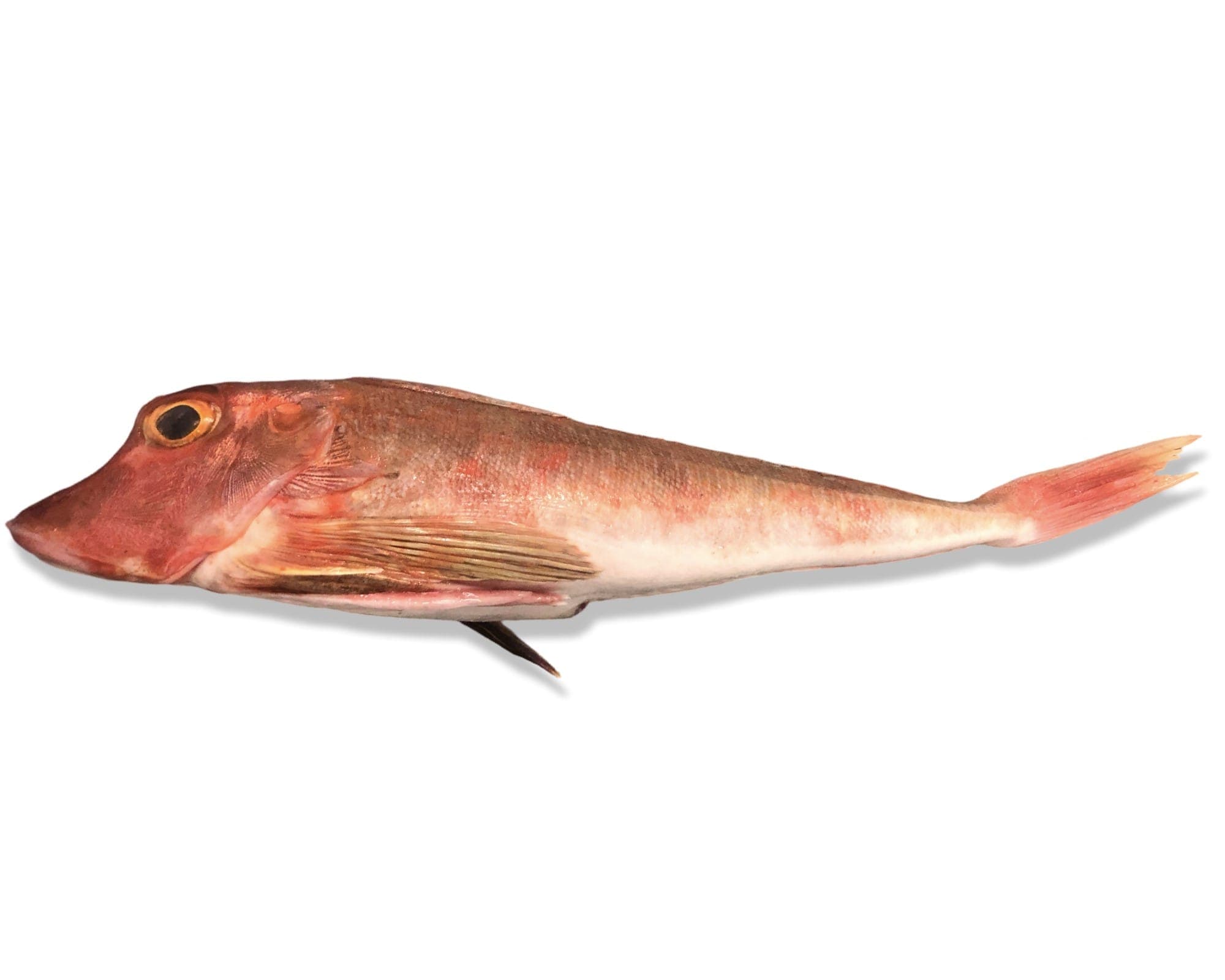 Red Gurnard