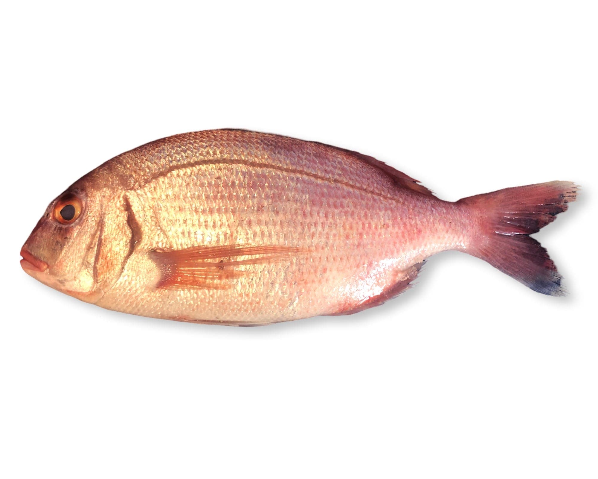 Red Sea Bream