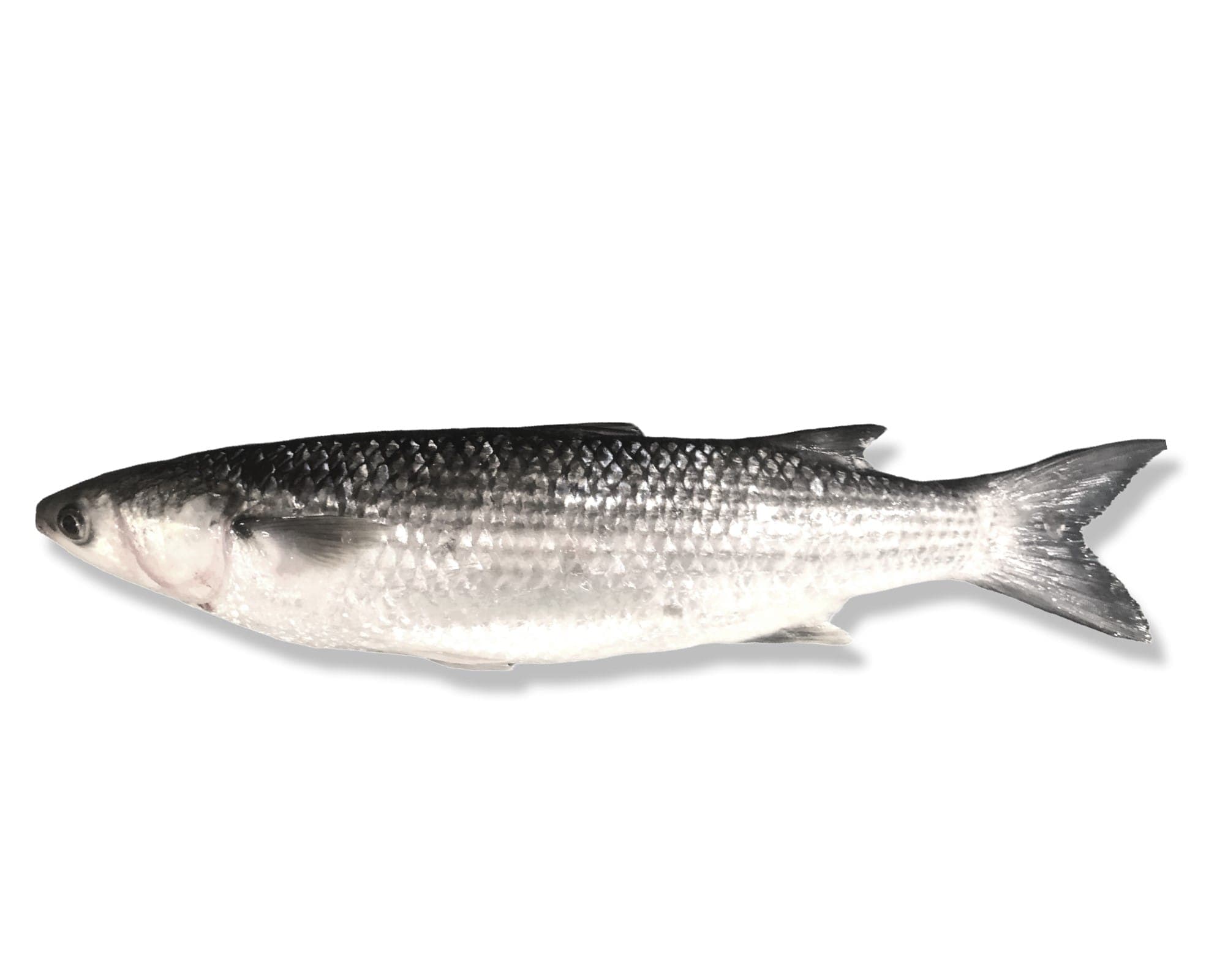 Thick Lipped Grey Mullet