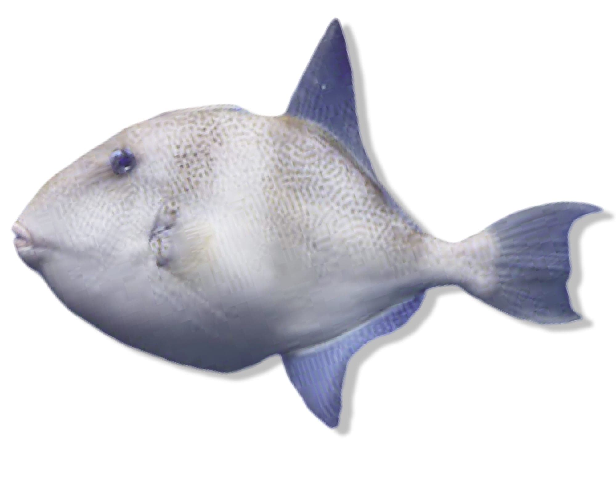 Trigger Fish