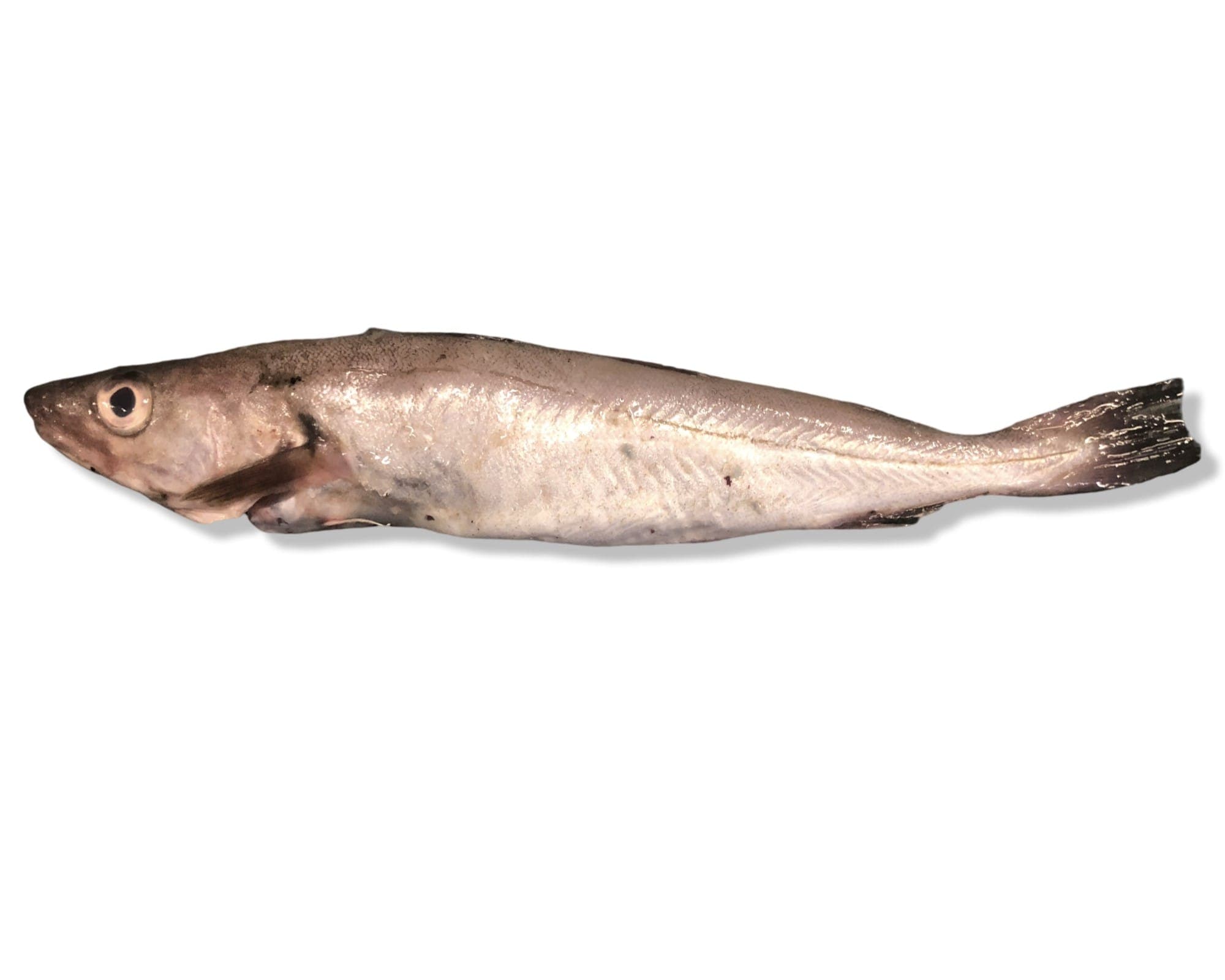 Whiting