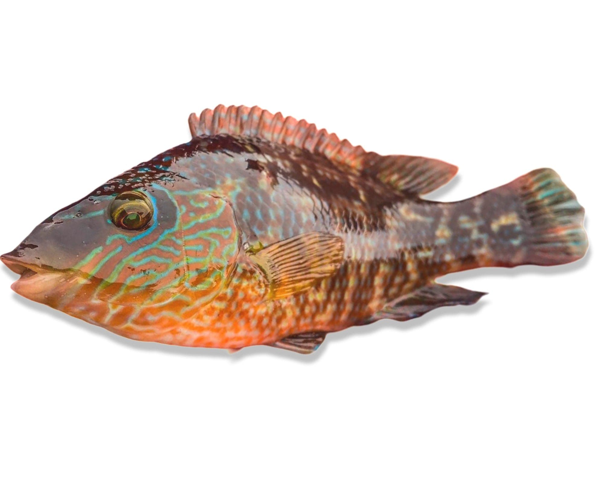 Wrasse