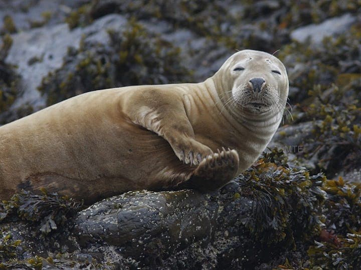 Mermaid Pleasure Trips